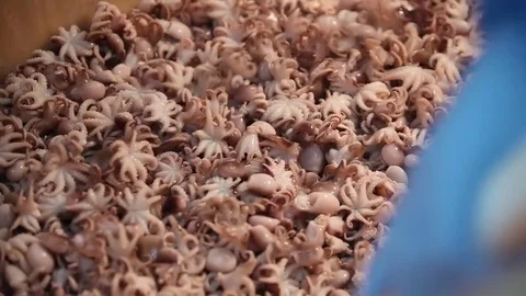Factory  seafood Stock Footage 80777757