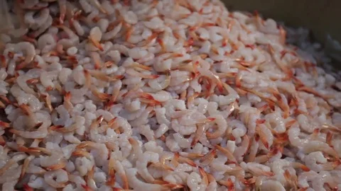 Factory  seafood Stock Footage 80777767