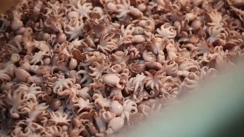 Factory  seafood Stock Footage 80777772