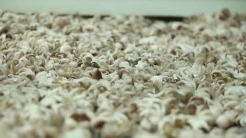 Factory  seafood Stock Footage 80777800