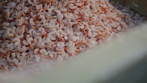 Factory  seafood Stock Footage 80777824