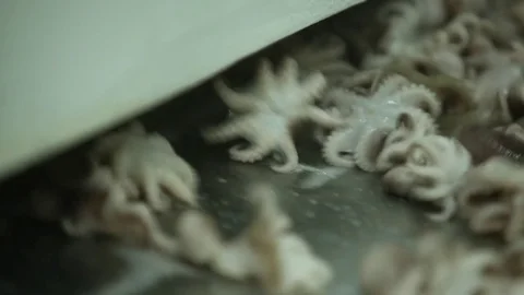 Factory  seafood Stock Footage 80777844
