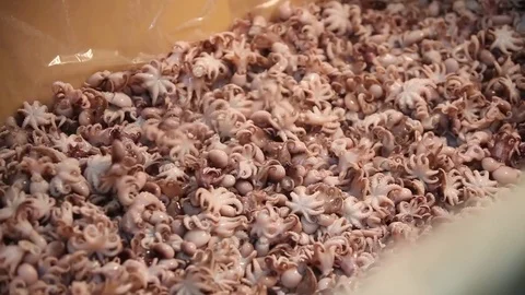 Factory  seafood Stock Footage 80777845