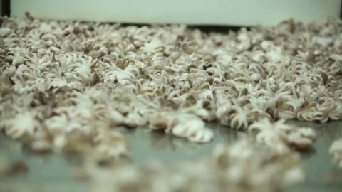 Factory  seafood Stock Footage 80777849