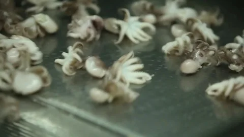 Factory  seafood Stock Footage 80777857