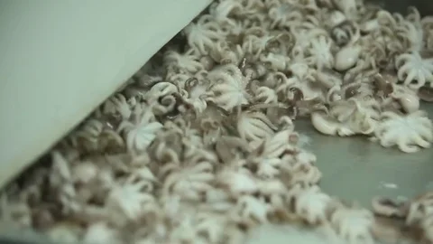 Factory  seafood Stock Footage 80777923