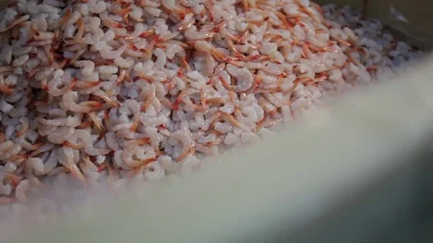 Factory  seafood Stock Footage 80777983