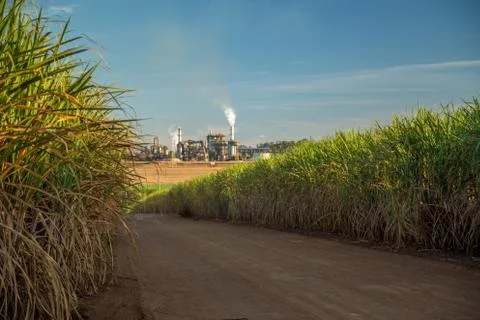 Factory sugar cane Stock Photos