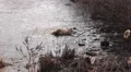 Factory toxic waste in river HD видео футажи