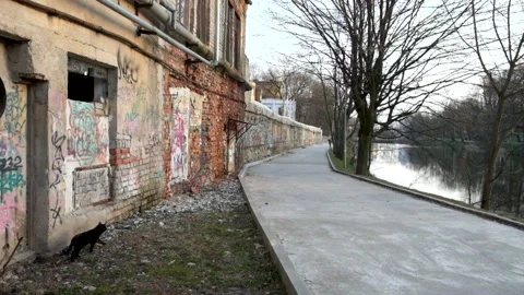 Factory wall, graffiti and a cat Stock Footage 181040497