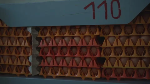 Factory warehouse used for storage of fresh poultry industry products on shelves Stock Footage 268204046