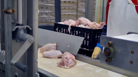 A factory worker collects chicken carcasses from a conveyor at a meet processing Stock Footage 79825611