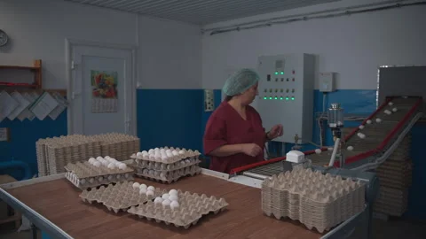 Factory worker distributes the white chicken bird eggs into multiple trays Vídeo Stock 263242980