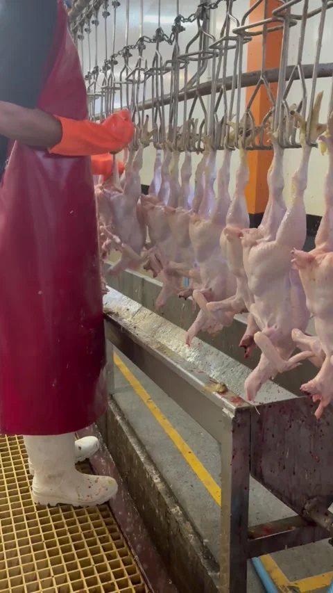 Factory worker hanging raw chickens on slaughterhouse conveyor line, vertical Stock Footage 345166152