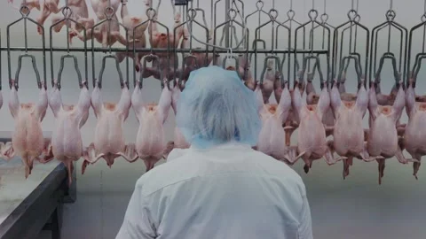 Factory Worker Inspects Hanging Chickens On Processing Conveyor In Poultry Plant Stock Footage 311856395