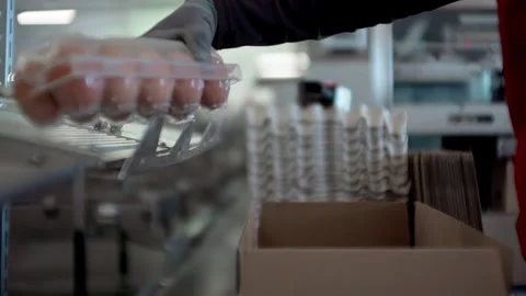 Factory worker packing eggs into cartons beside automated conveyor equipment Stock Footage 334821343