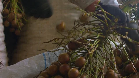 Factory workers with gloves pulling coyol palm fruits from branches, Stock Footage 101690281