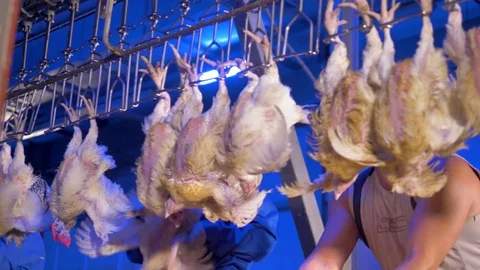 Factory workers hang chickens up by their legs. Meat processing. Stock Footage 80854876