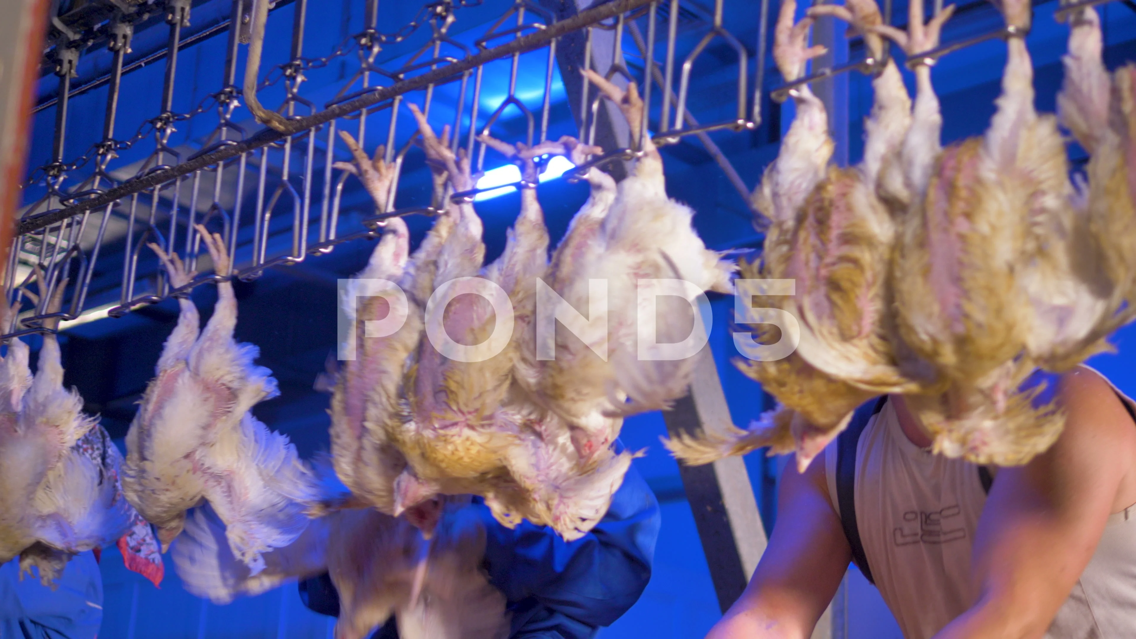 Premium Photo  Chicken hanging from hooks in a meat factory