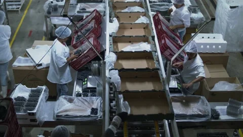 Factory workers package freshly harvest grapes in a vineyard processing Stock Footage 139369020