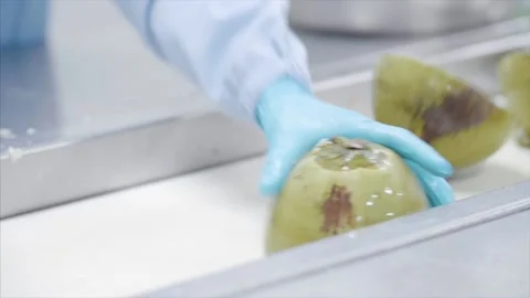 Factory workers process coconuts on production line. Stock Footage 159722638