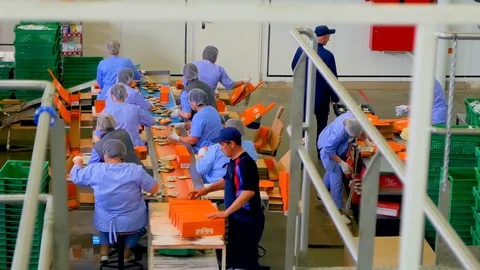 Factory workers in protective clothing packing food. Female employees are Stock Footage
