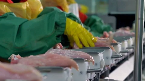 Factory workers put freshly cut chicken fillet on steel trays. Stock Footage 81125292