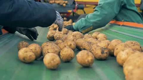 Factory workers sort potatoes on a line, close up. Stock Footage 98033802