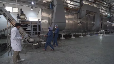 Factory workers transporting boxes full of potatoes to a machine. Stock Footage 278805963