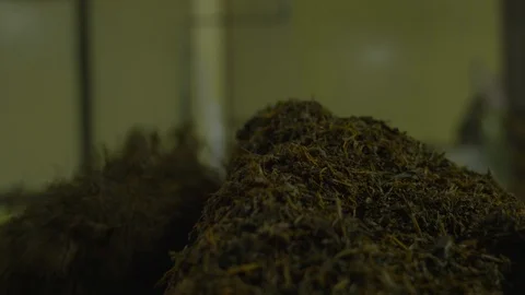 Factory workers use hands to mix tea leaves together in the processing process Stock Footage 107336754