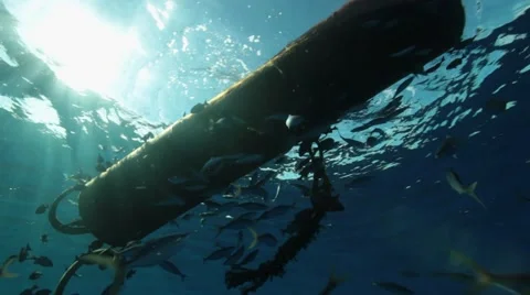 FAD Fish aggregating device underwater shot with fish Stock Footage 54603331