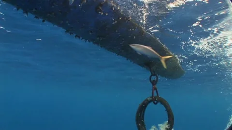 FAD Fish aggregating device underwater shot with fish Stock Footage 54603346