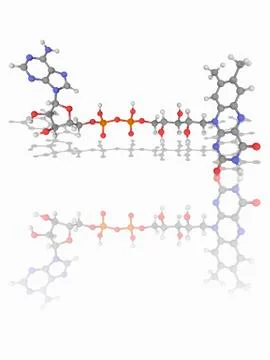 FAD (flavin adenine dinucleotide) molecule Stock Illustration