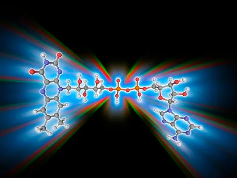 FAD (flavin adenine dinucleotide) molecule Stock Illustration