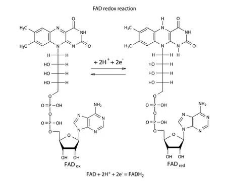 FAD redox reaction Stock Illustration