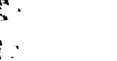 Fade to black crows Stock Footage 63294402