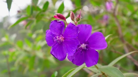 Fade-In Close-Up of Two Purple Glory Blooms Gently Swaying in Soft Wind Stock Footage 319438711