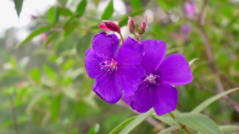 Fade-Out Close-Up of Two Purple Glory Blooms Gently Swaying in Soft Wind Stock Footage 319438709