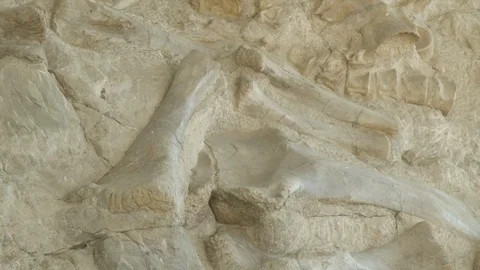 Fade Out Prehistoric Dinosaur Bones Stuck in Wall of Bones Stock Footage 121590473