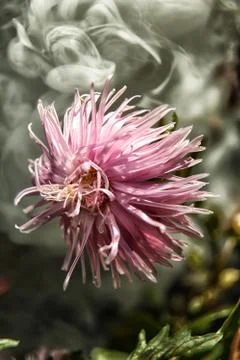 Faded aster in the background of the scrolling smoke Stock Photos