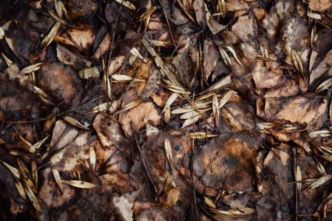 Faded autumn foliage, leaf. Texture. The concept of depression Stock Photos
