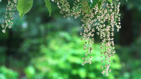 Faded bird cherry in the rain Stock Footage 159442159