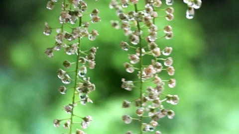 Faded bird cherry in the rain Stock Footage 159442207
