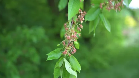 Faded cherry blossoms and green cherries on a cherry tree in close-up Stock Footage 132281913