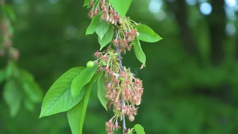 Faded cherry blossoms and green cherries on a cherry tree in close-up 2 Stock Footage 132281940