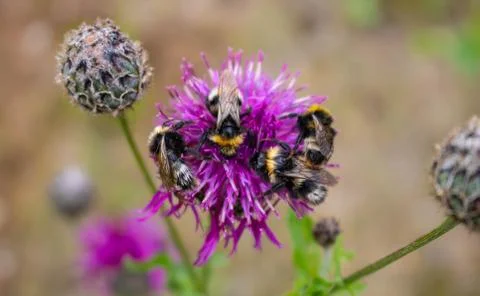 Faded close-up image of a bumblebee sitting away from purple Great Globe This Stock Photos