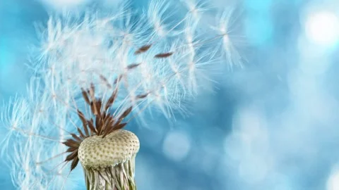 Faded dandelion being blown Stock Footage 154430413