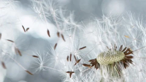 Faded dandelion being blown Stock Footage 154936927