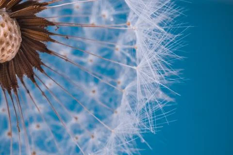Faded Dandelion in blue Stock Photos