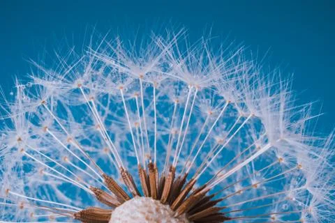 Faded Dandelion in blue Stock Photos